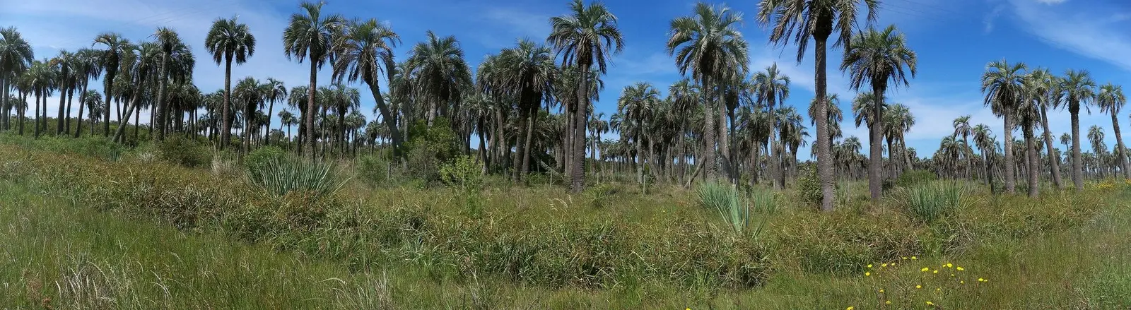 Buying a small farm in Rocha: your house, water, power and protected areas